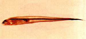 Encheliophis homei荷姆氏細隱魚