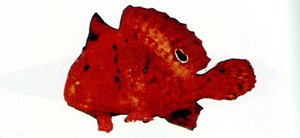 Antennarius biocellatus雙斑躄魚