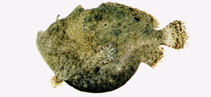 Antennatus dorehensis駝背手躄魚