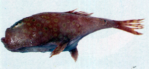 Chaunax abei阿部單棘躄魚