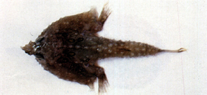Malthopsis annulifera環紋海蝠魚