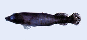 Conidens laticephalus黑紋錐齒喉盤魚