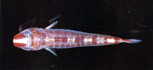 Pherallodus indicus印度異齒喉盤魚