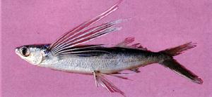 Cypselurus angusticeps細頭斑鰭飛魚