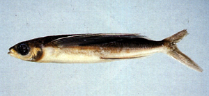 Cheilopogon arcticeps弓頭唇鬚飛魚