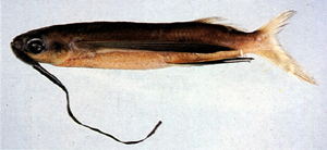 Cypselurus naresii納氏斑鰭飛魚