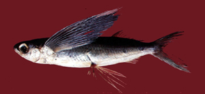 Cypselurus oligolepis寡鱗斑鰭飛魚
