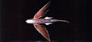 Cheilopogon spilonotopterus點背鬚唇飛魚