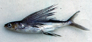 Cheilopogon spilopterus點鰭鬚唇飛魚