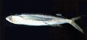 Cheilopogon unicolor白鰭鬚唇飛魚