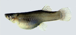 Gambusia affinis食蚊魚