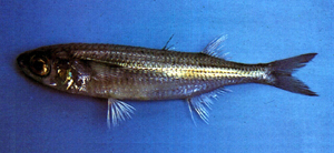 Atherinomorus lacunosus南洋美銀漢魚