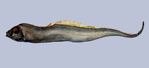 Trachipterus ishikawae石川粗鰭魚