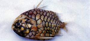 Monocentris japonica日本松毬魚