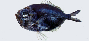 Diretmoides pauciradiatus短鰭擬銀眼鯛