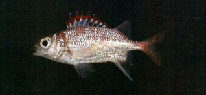 Sargocentron punctatissimum斑紋棘鱗魚