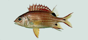 Sargocentron melanospilos黑點棘鱗魚