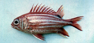 Sargocentron rubrum黑帶棘鰭魚