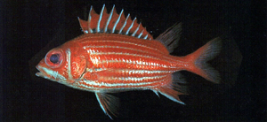 Sargocentron spinosissimum刺棘鱗魚