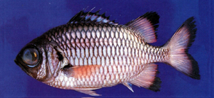 Myripristis adusta焦黑鋸鱗魚