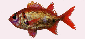 Myripristis pralinia堅鋸鱗魚