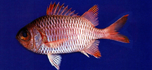 Myripristis violacea紫鋸鱗魚
