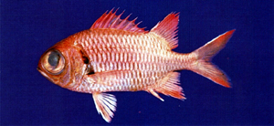 Myripristis vittata赤鰓鋸鱗魚