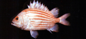 Ostichthys kaianus白線骨鱗魚