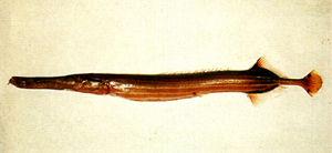 Aulostomus chinensis中華管口魚