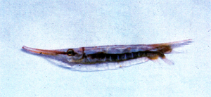 Centriscus scutatus玻甲魚