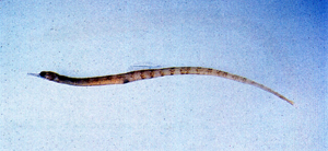 Corythoichthys flavofasciatus黃帶冠海龍