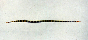 Dunckerocampus dactyliophorus帶紋斑節海龍