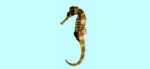 Hippocampus histrix刺海馬
