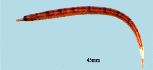 Phoxocampus belcheri黑錐海龍