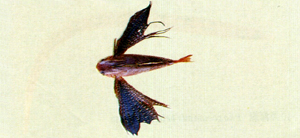 Dactyloptena gilberti吉氏飛角魚