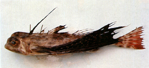 Dactyloptena orientalis東方飛角魚