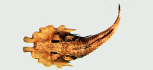 Gargariscus prionocephalus波面黃魴鮄