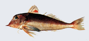 Lepidotrigla alata翼鱗角魚