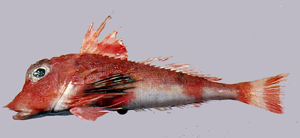 Lepidotrigla guentheri貢氏鱗角魚