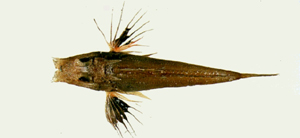 Lepidotrigla kishinouyi岸上氏鱗角魚