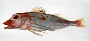 Pterygotrigla hemisticta尖棘角魚