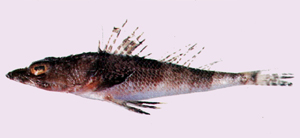 Onigocia spinosa棘鱗牛尾魚