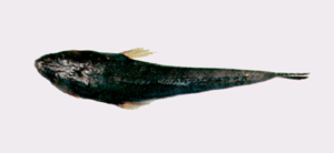 Platycephalus indicus印度牛尾魚