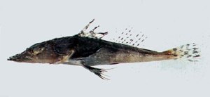 Rogadius asper松葉倒棘牛尾魚