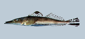 Rogadius patriciae帕氏倒棘牛尾魚