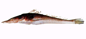Suggrundus macracanthus大棘大眼牛尾魚