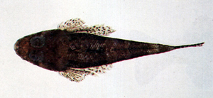 Thysanophrys celebica西里伯多棘牛尾魚