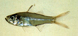 Ambassis urotaenia尾紋雙邊魚