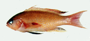 Pseudanthias squamipinnis絲鰭擬花鮨
