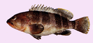 Epinephelus awoara青石斑魚